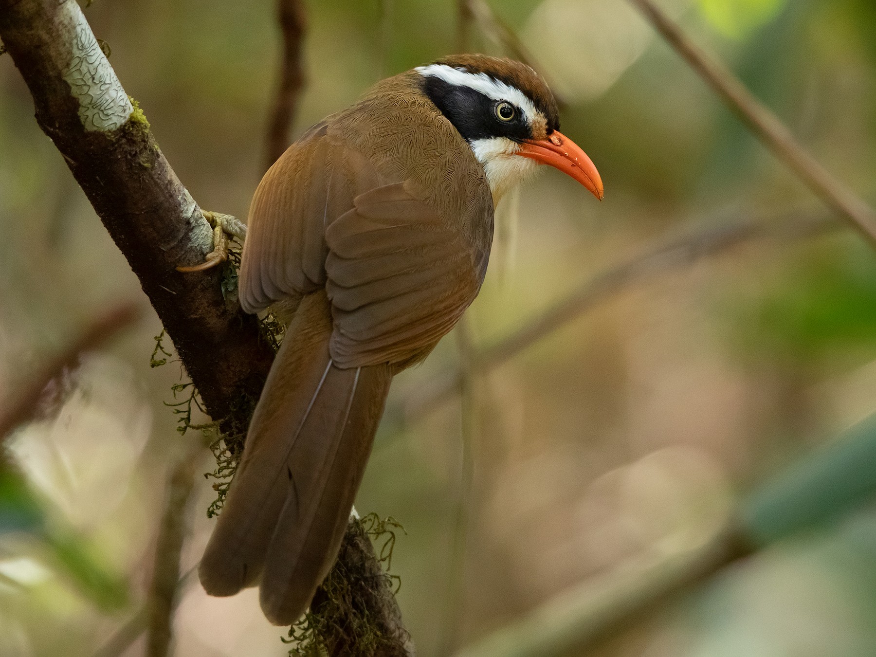 Brown-crowned Scimitar-Babbler - Ayuwat Jearwattanakanok
