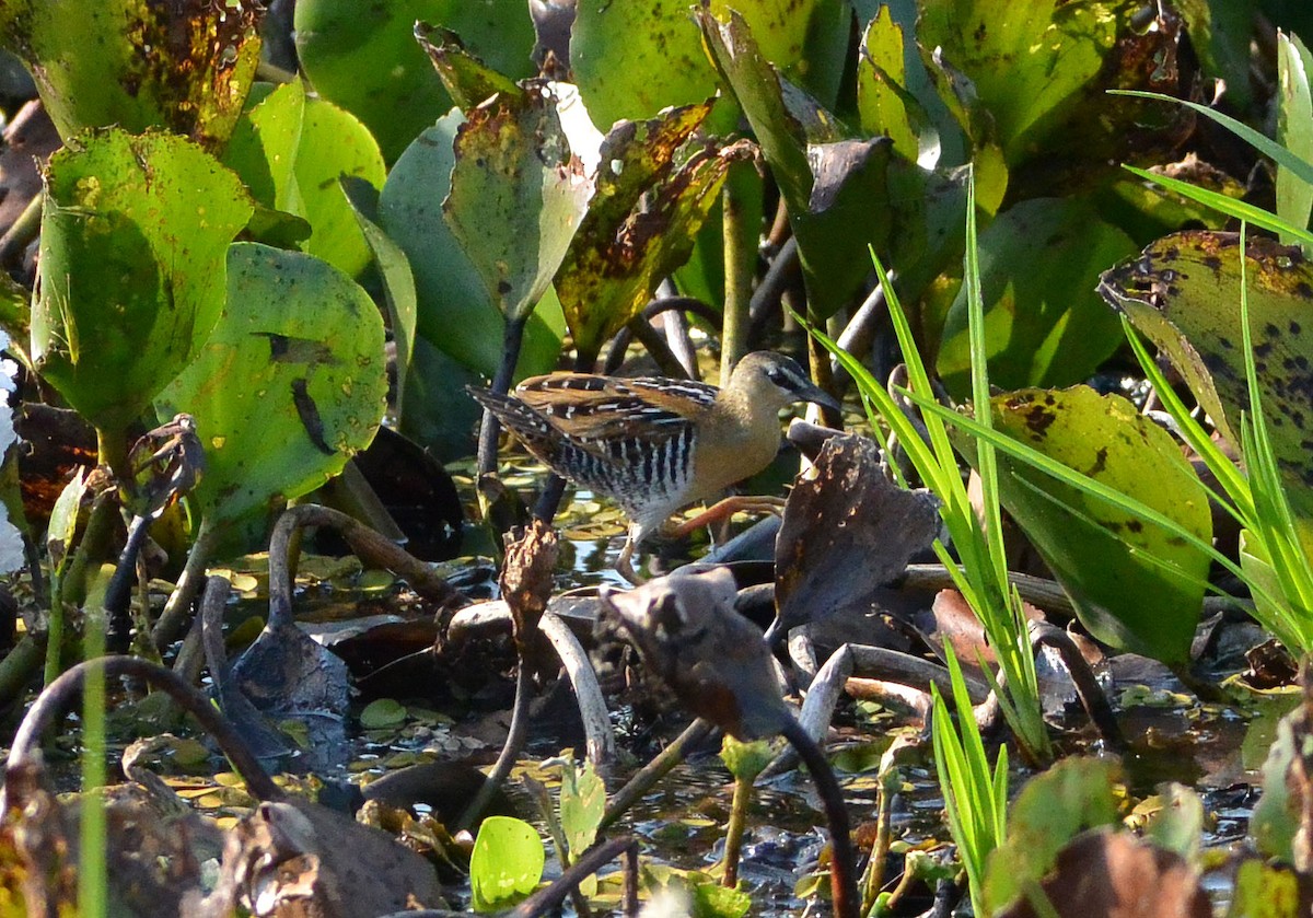 Yellow-breasted Crake - Andreas Deissner