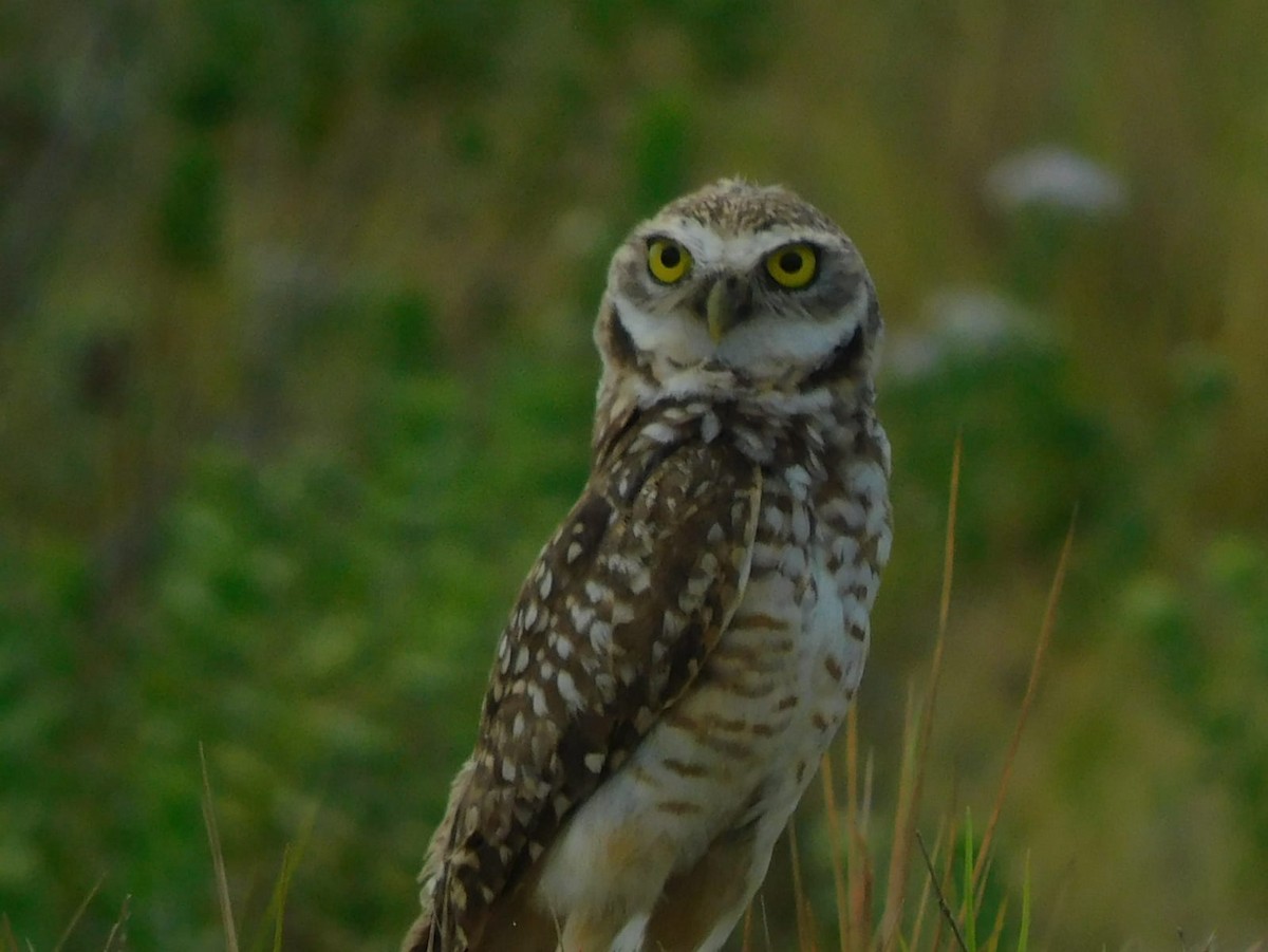 Burrowing Owl - Jhon Edinson
