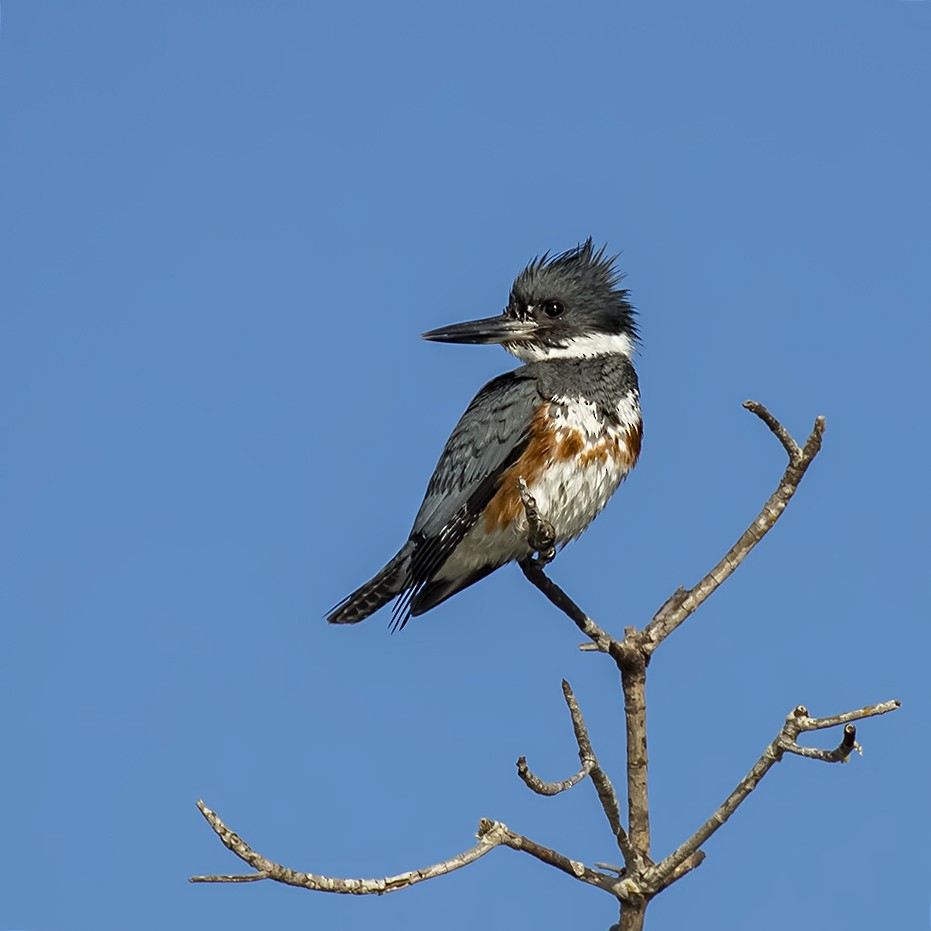Belted Kingfisher - ML48558351