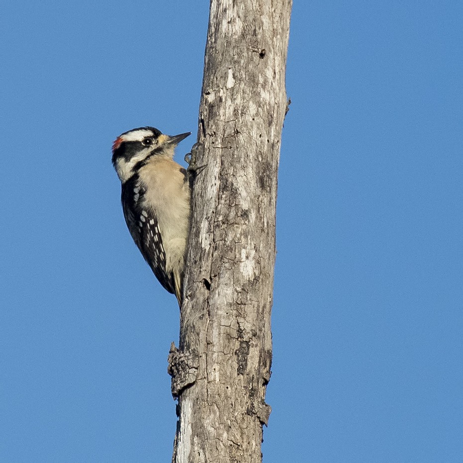 Downy Woodpecker - ML48558381