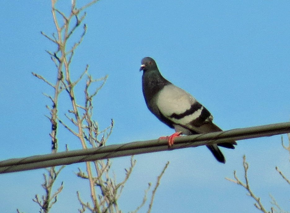 Rock Pigeon (Feral Pigeon) - Diane Drobka