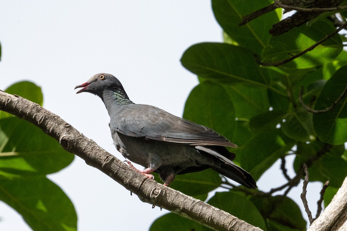 White-crowned Pigeon - ML485597701