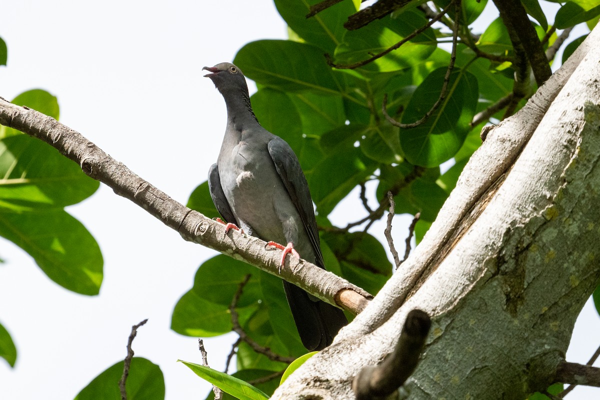 White-crowned Pigeon - ML485597711