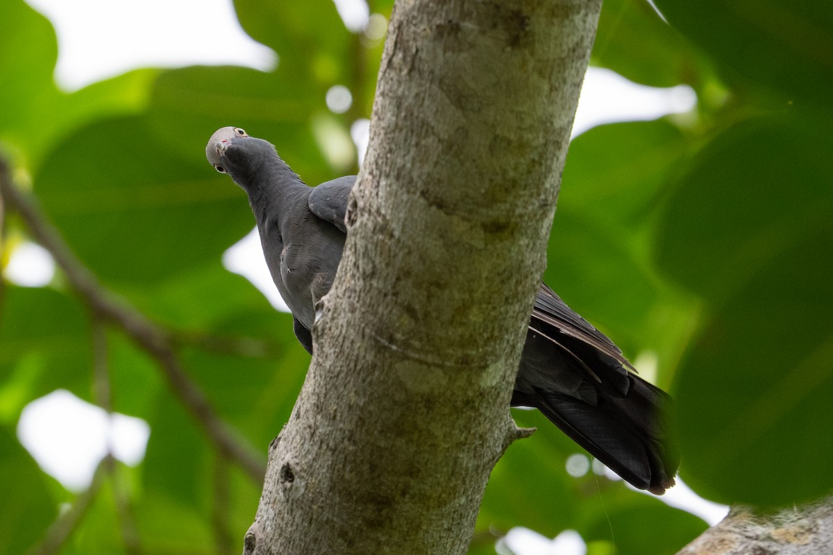 White-crowned Pigeon - ML485597721