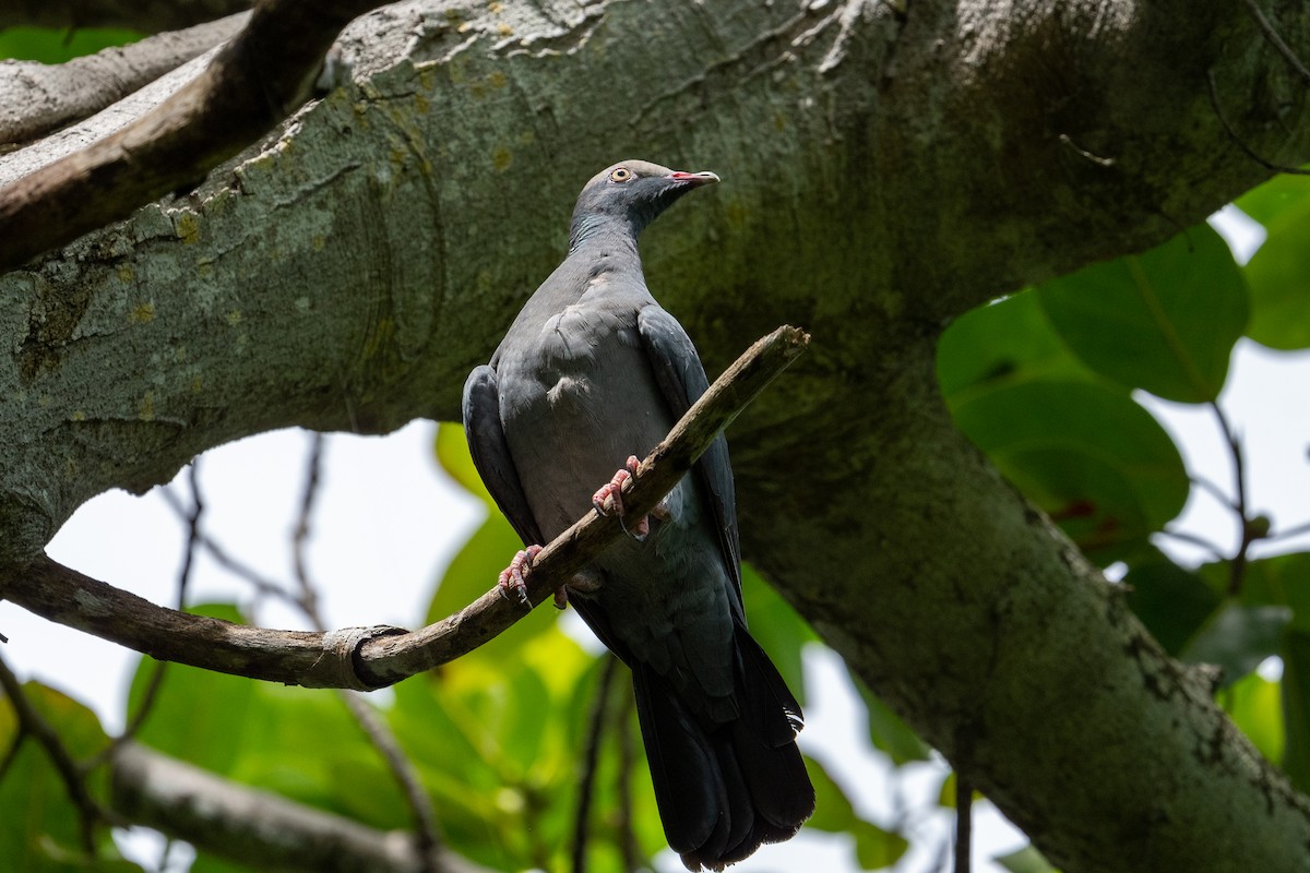 White-crowned Pigeon - ML485597731