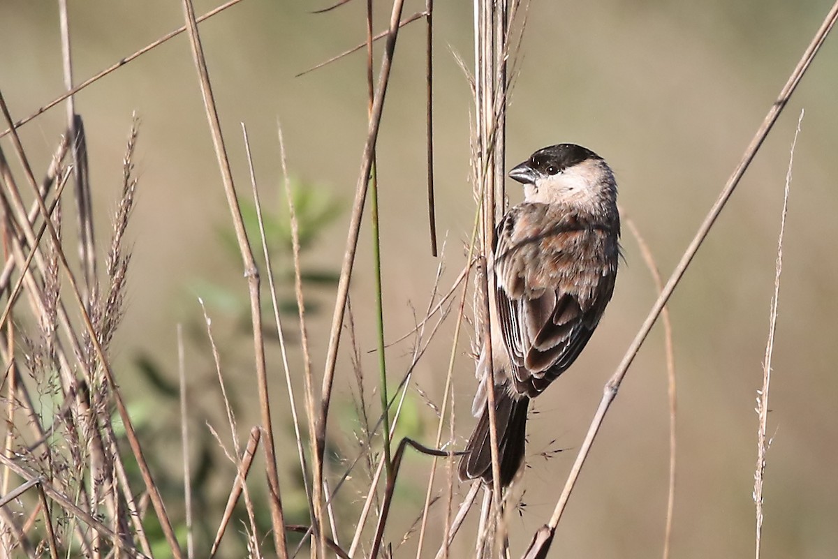 Pearly-bellied Seedeater - ML485599421