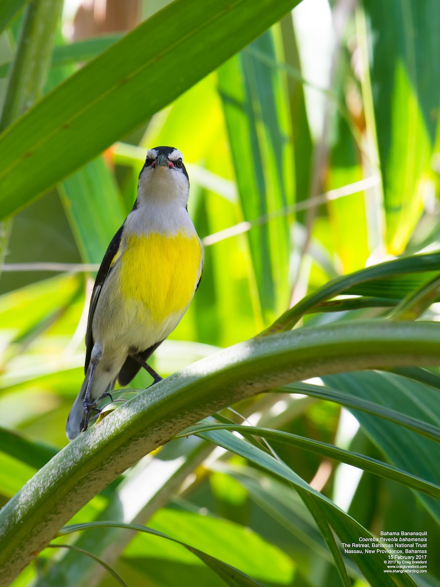 Zuckervogel (bahamensis) - ML48560211