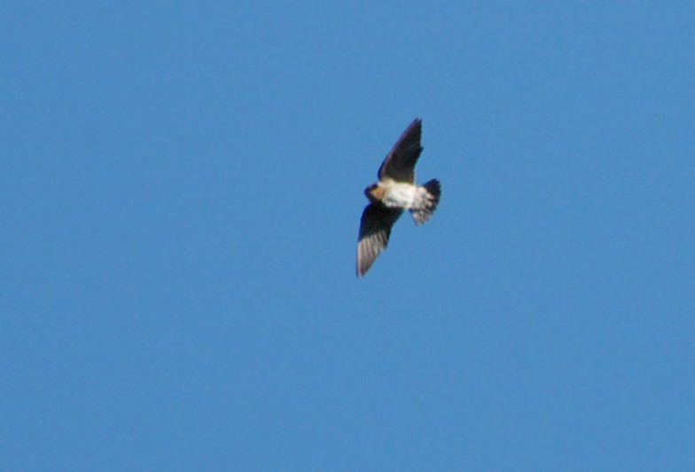 Cave Swallow - ML48560251