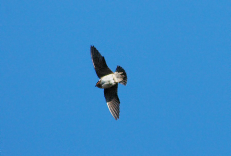 Cave Swallow - ML48560261