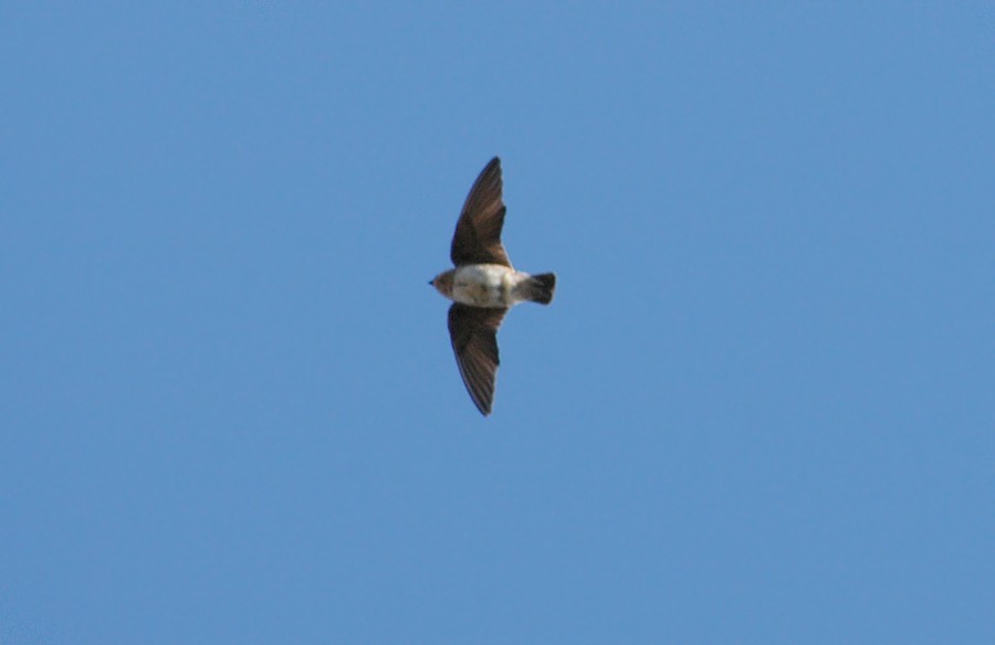 Cave Swallow - ML48560311