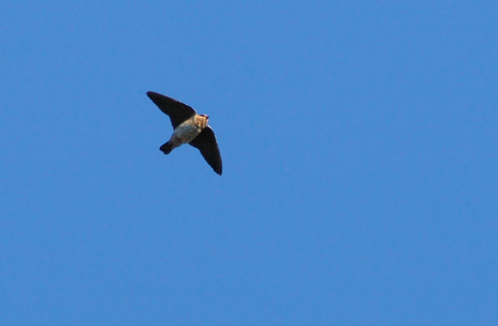 Cave Swallow - ML48560321