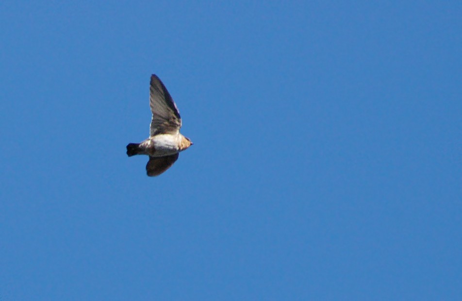 Cave Swallow - ML48560331