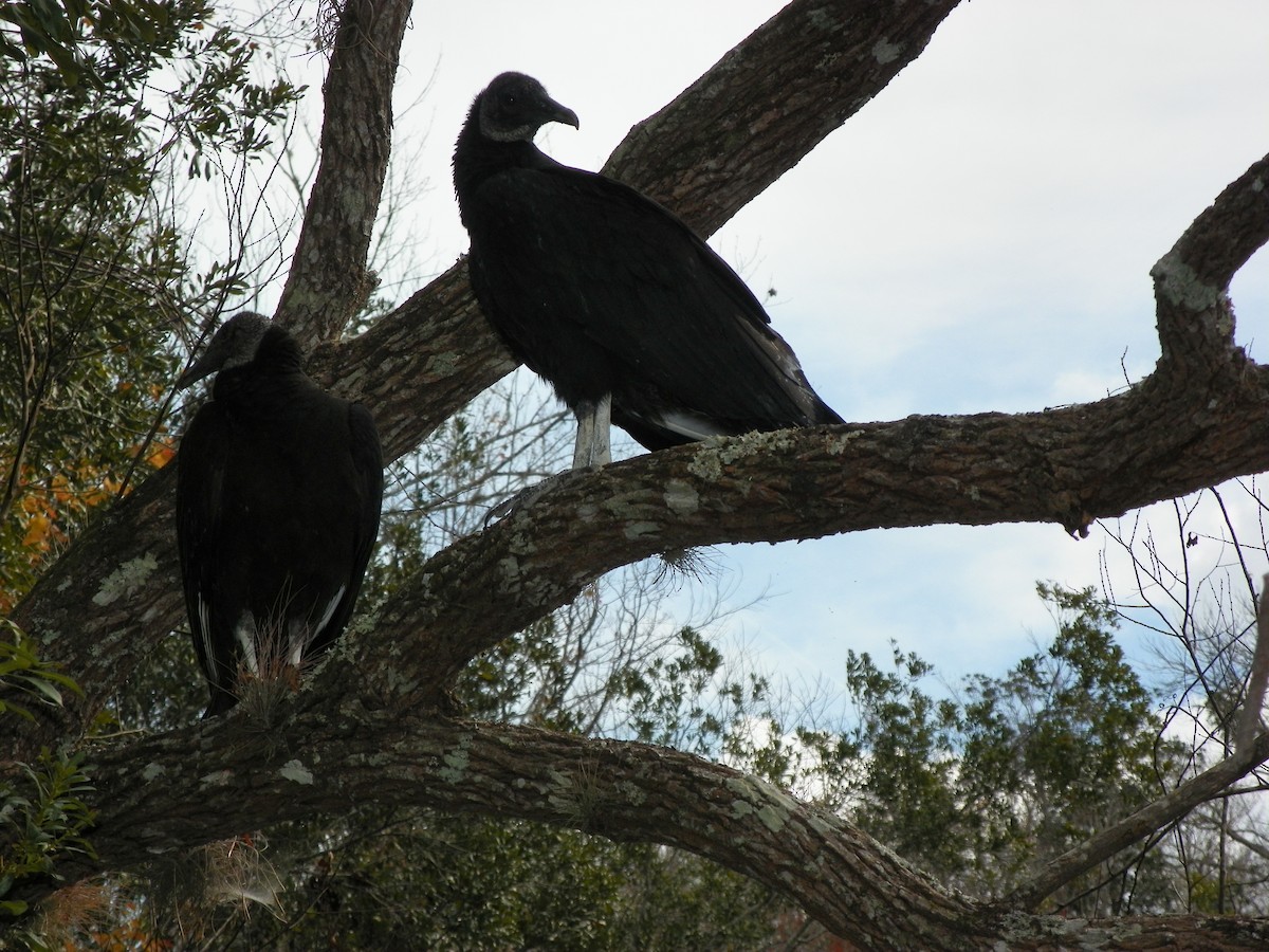 Black Vulture - ML48560391