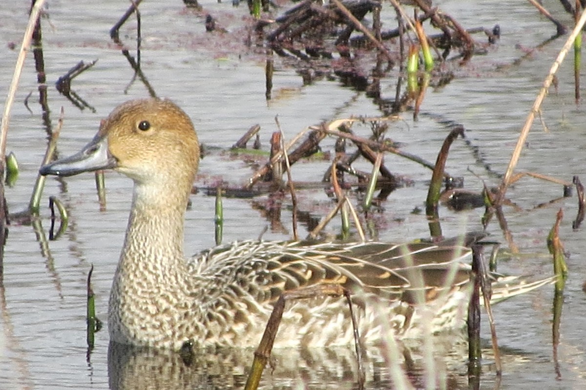Northern Pintail - Janet Paisley