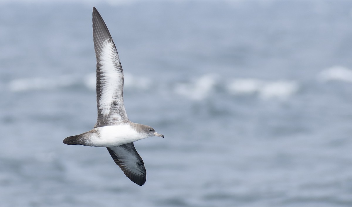 Pink-footed Shearwater - ML485604101