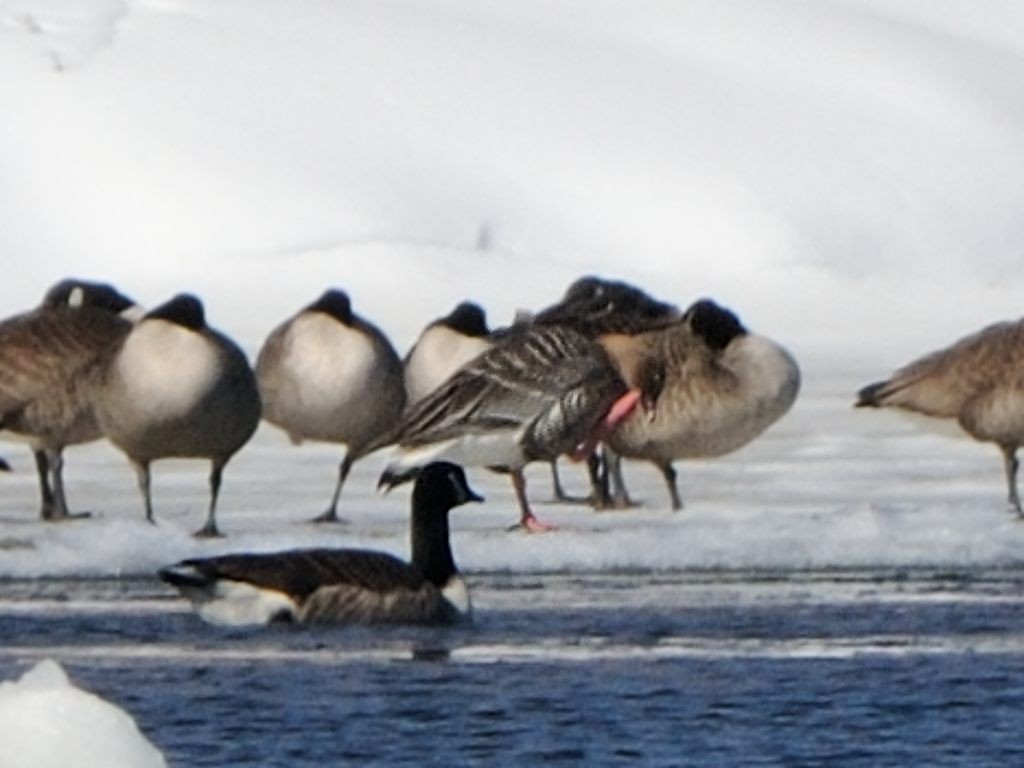 Pink-footed Goose - ML48561181