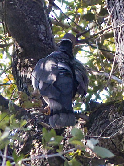 Band-tailed Pigeon - ML485613181
