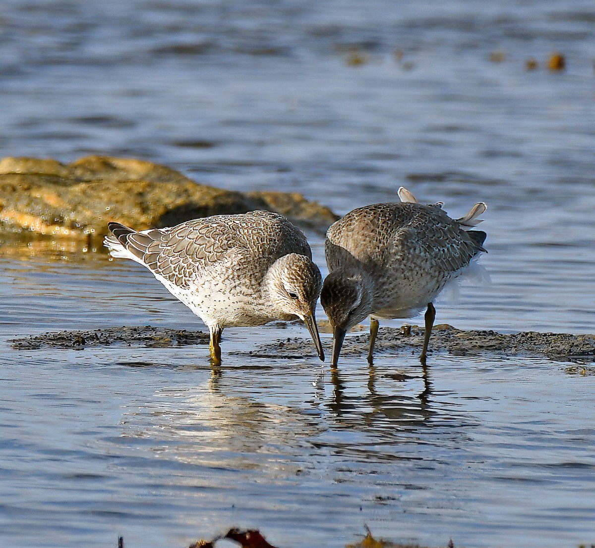 Red Knot - ML485613781