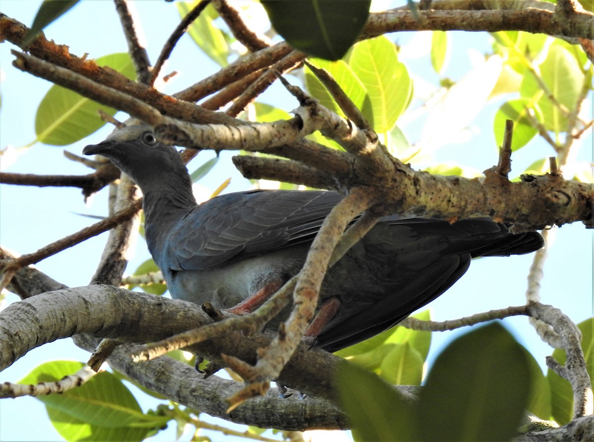 White-crowned Pigeon - ML485614361