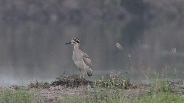Great Thick-knee - ML485620411