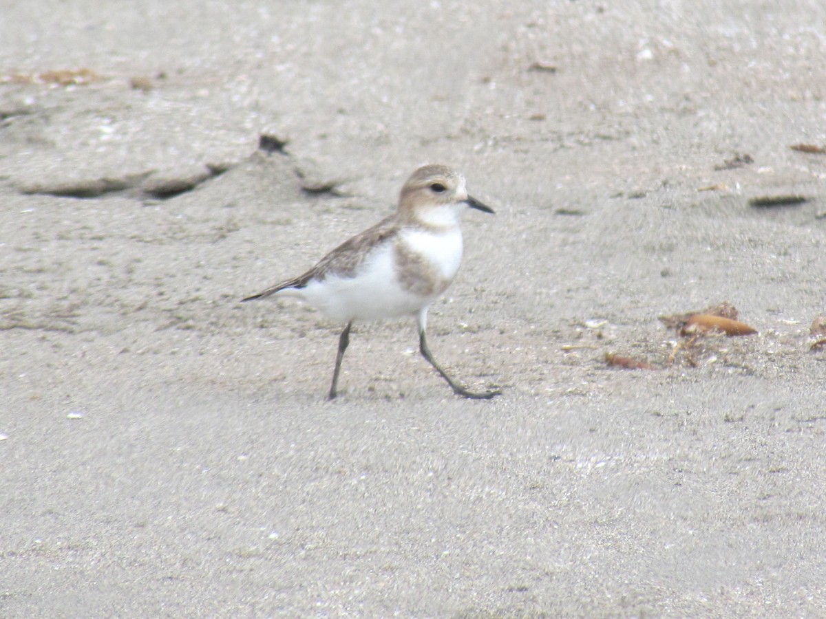 Two-banded Plover - ML48562141