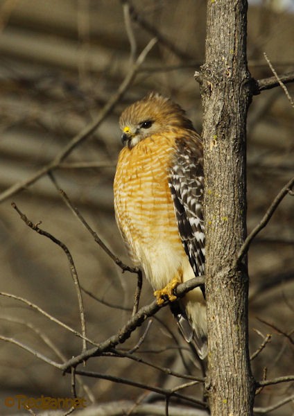 Red-shouldered Hawk - Simon Tickle
