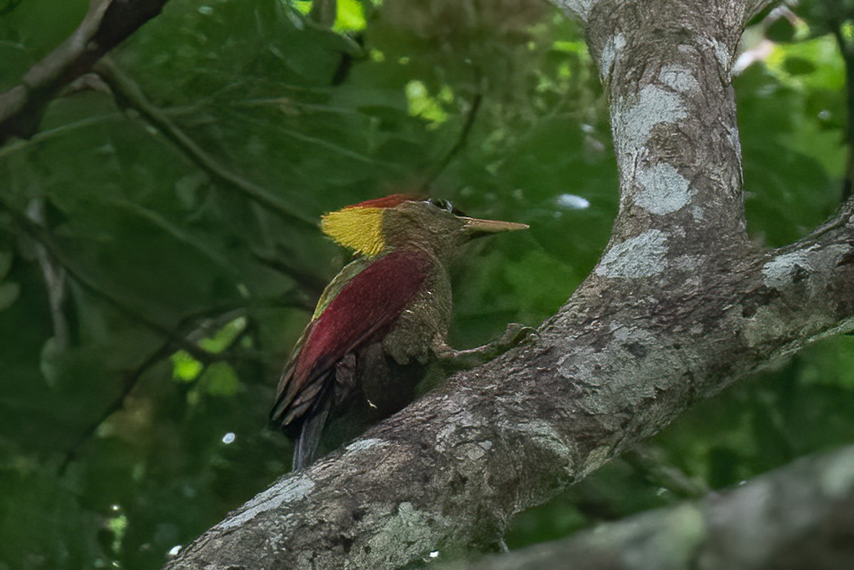 Crimson-winged Woodpecker - Michael Henry