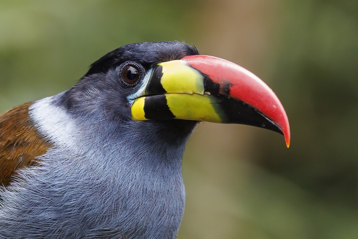 Gray-breasted Mountain-Toucan - Peter Hawrylyshyn