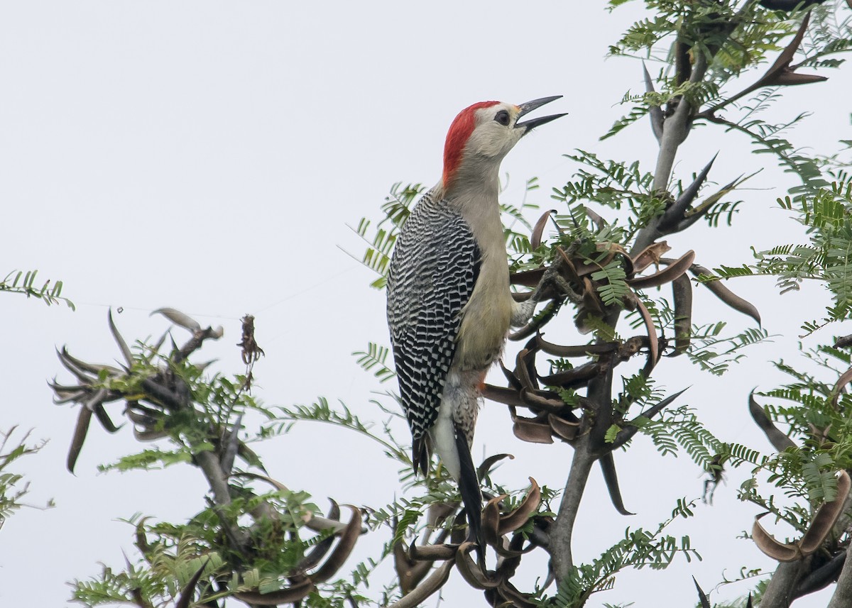 Golden-fronted Woodpecker - ML48562971