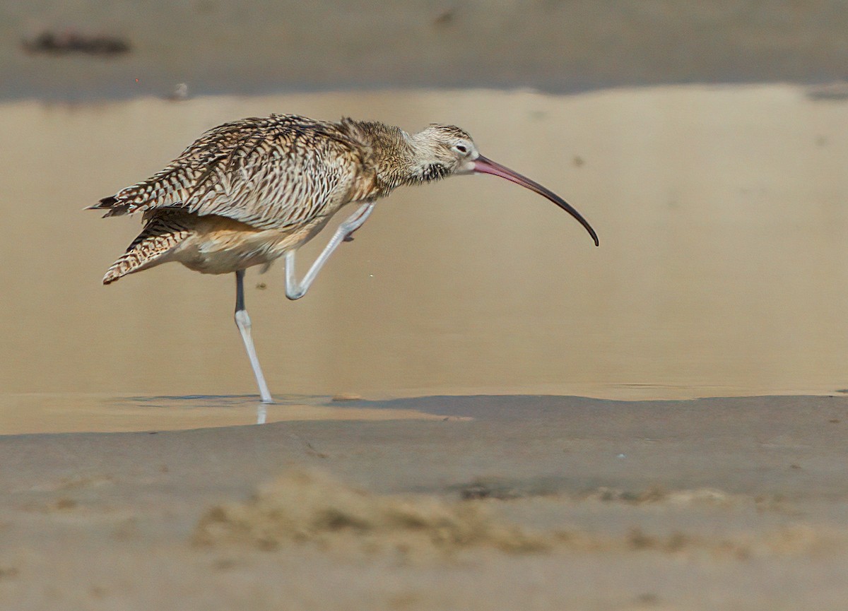 Long-billed Curlew - John Gluth