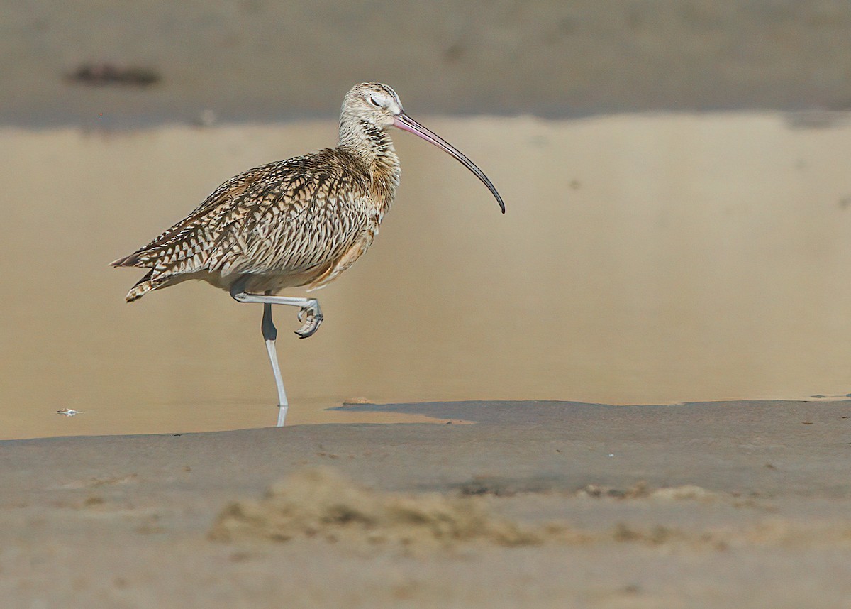 Long-billed Curlew - ML485635451