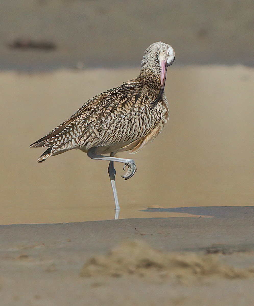 Long-billed Curlew - ML485635461