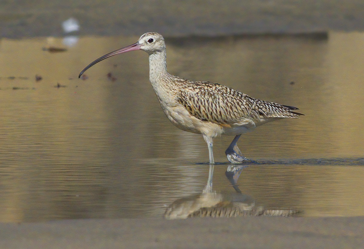 Long-billed Curlew - ML485635481