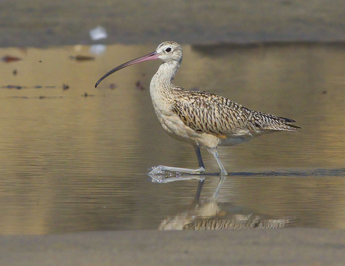 Long-billed Curlew - ML485635491