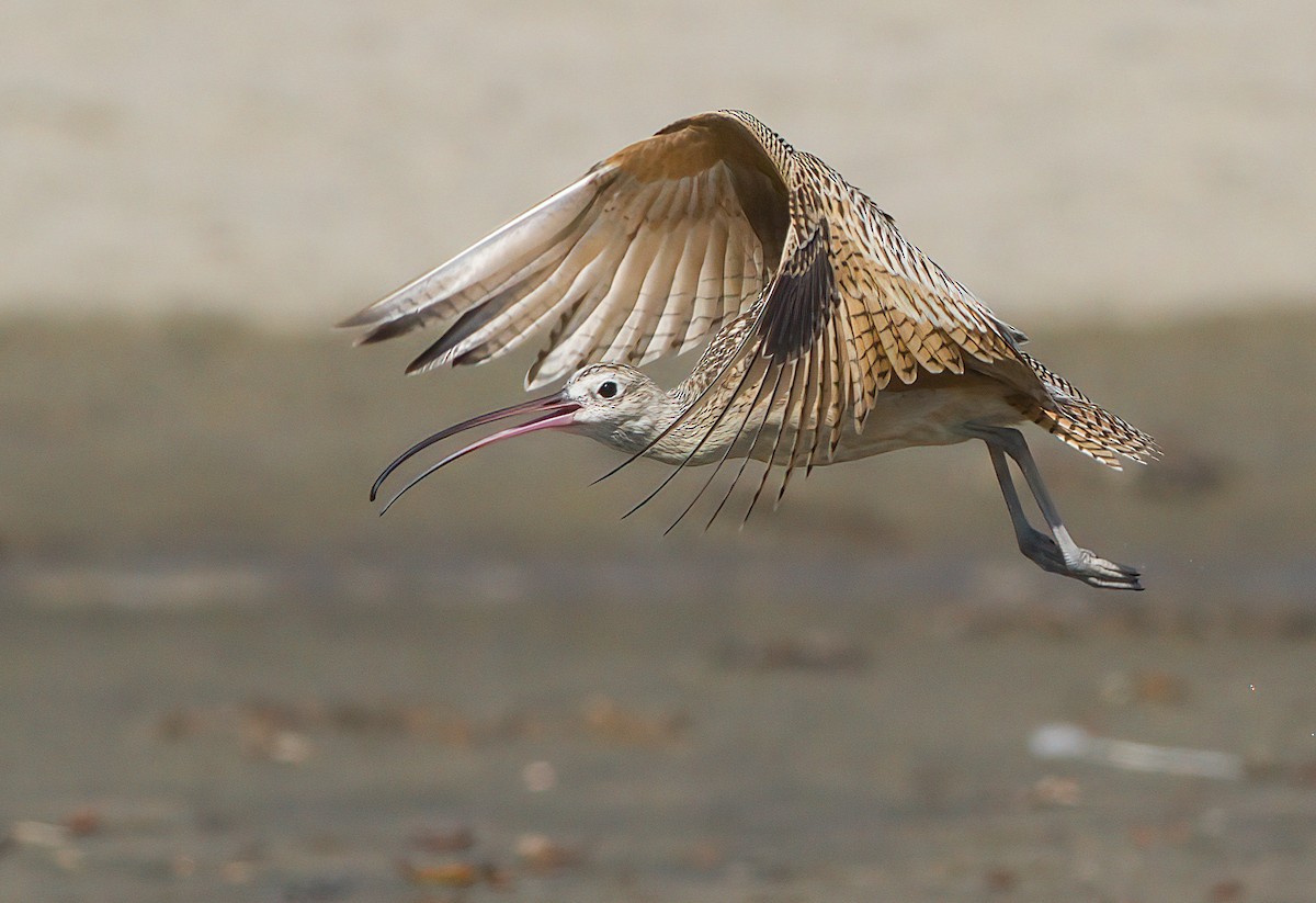 Long-billed Curlew - ML485635501