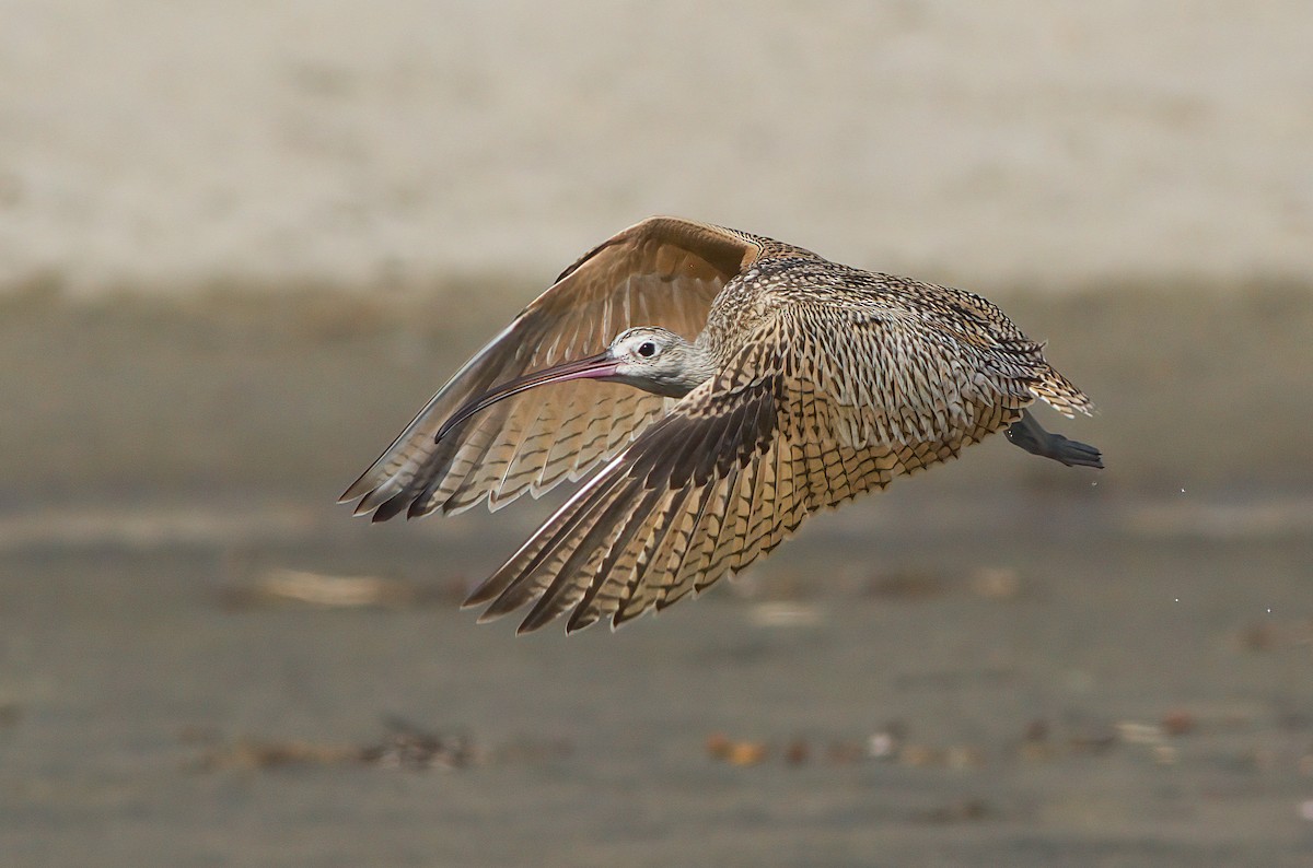 Long-billed Curlew - ML485635521