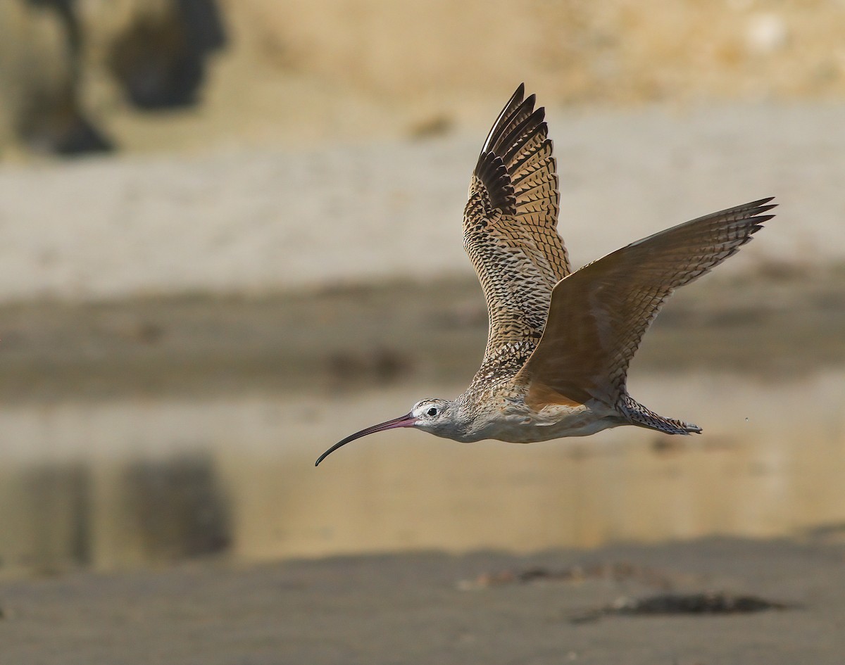 Long-billed Curlew - John Gluth
