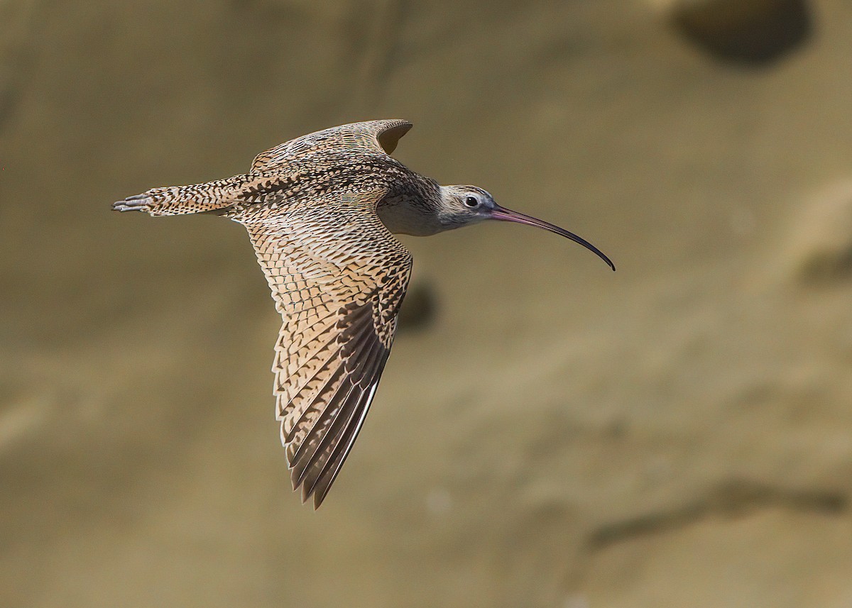 Long-billed Curlew - ML485635541