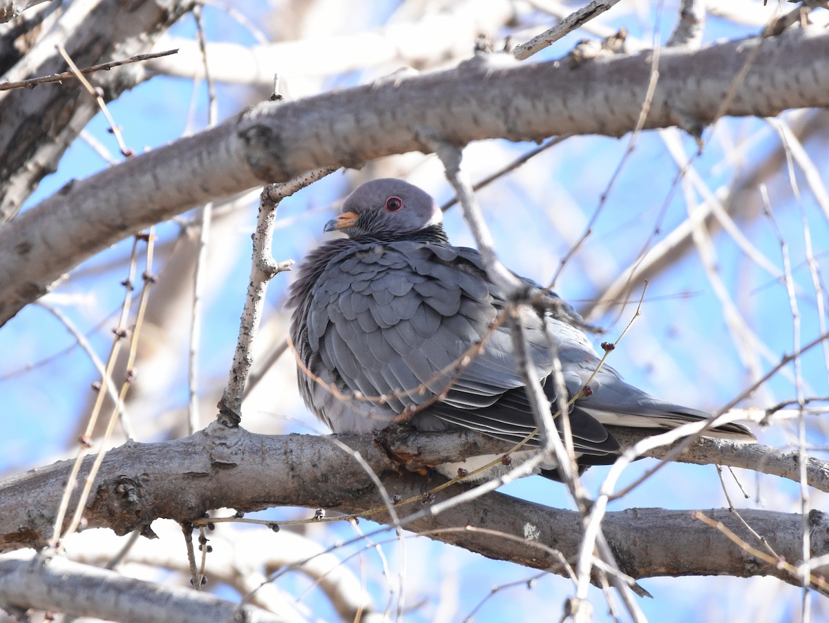 Band-tailed Pigeon - ML48564141