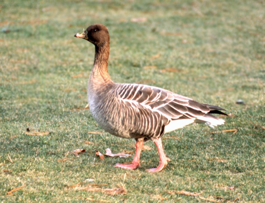 Pink-footed Goose - Jeremiah Trimble