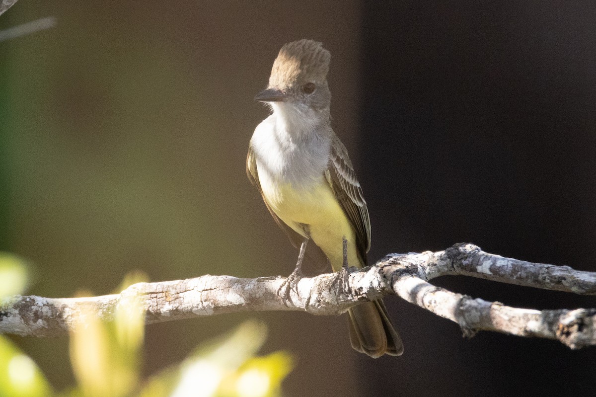 Brown-crested Flycatcher - Kent Fiala