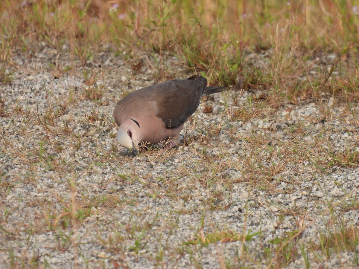 Red-eyed Dove - ML485647041