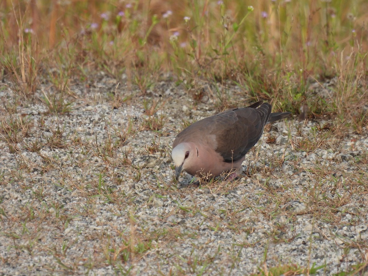Red-eyed Dove - ML485647051