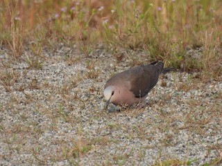 Red-eyed Dove, ML485647051