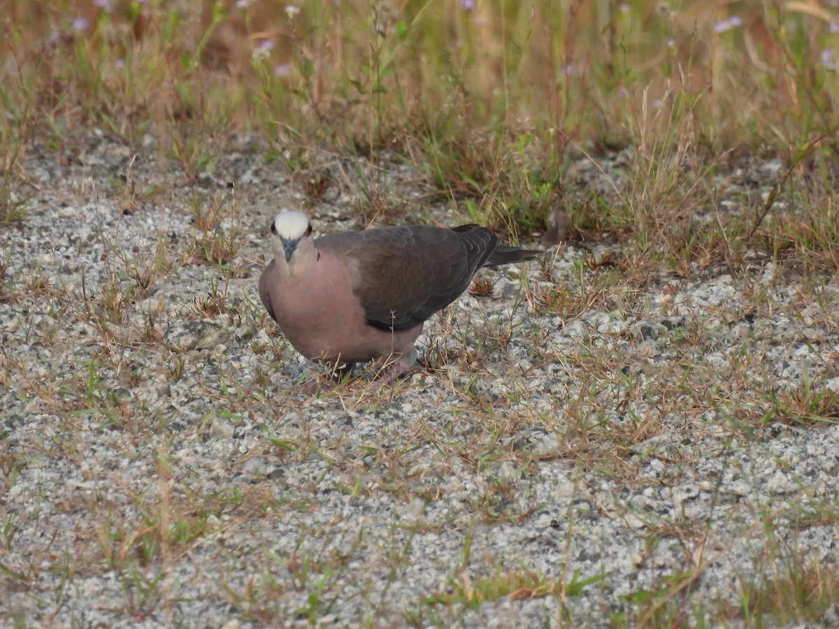 Red-eyed Dove - ML485647081