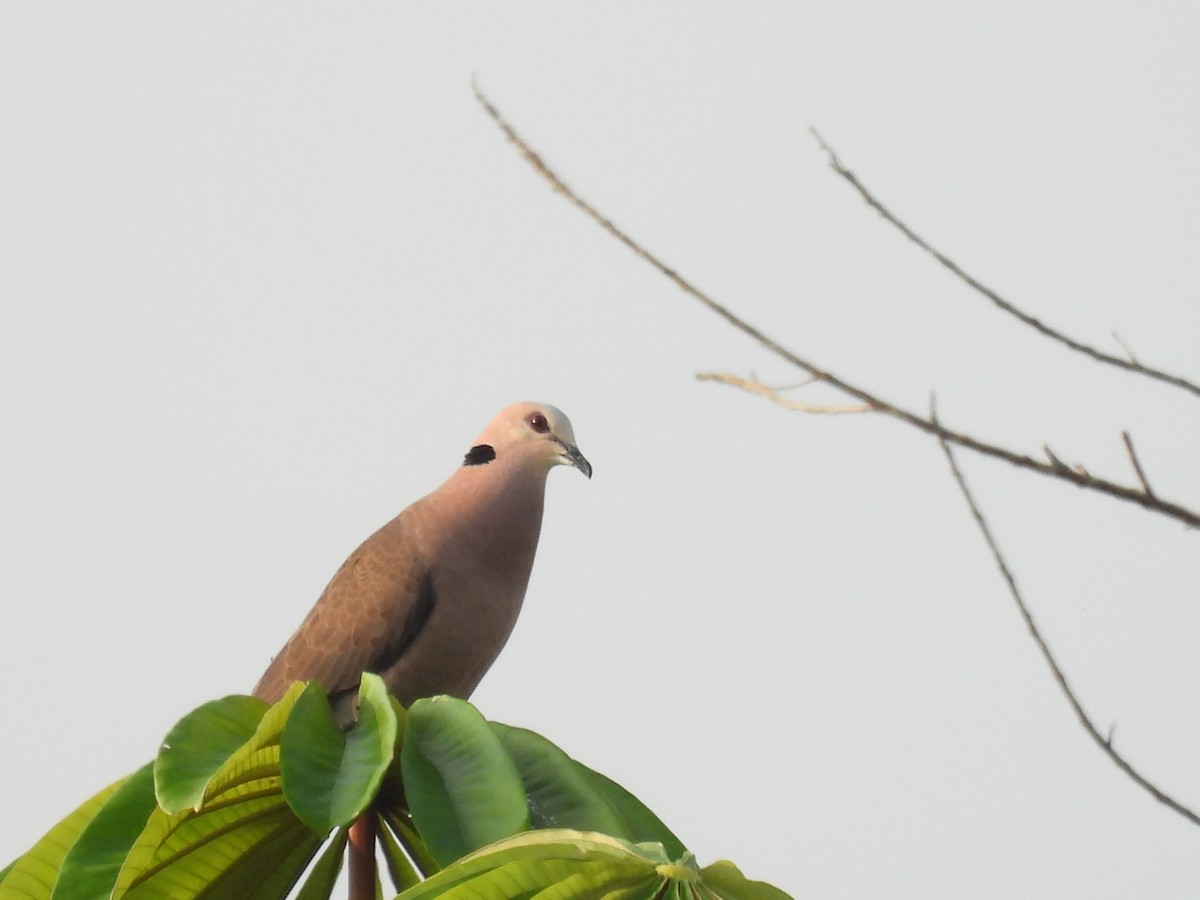 Red-eyed Dove - ML485647421