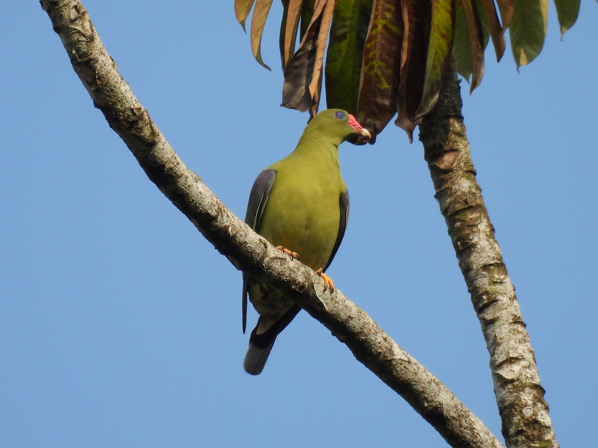 African Green-Pigeon - ML485647511
