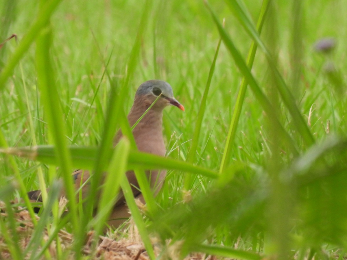 Blue-spotted Wood-Dove - ML485649441