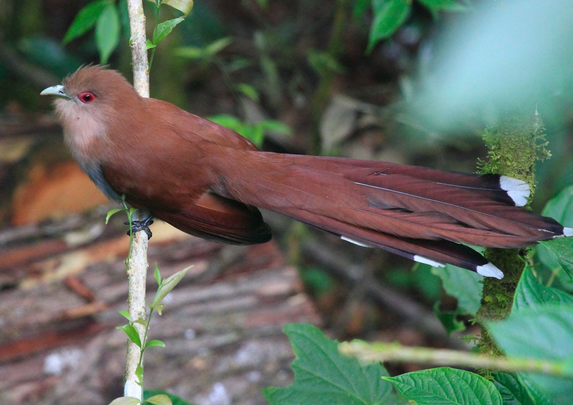 Squirrel Cuckoo (Amazonian) - ML485649491